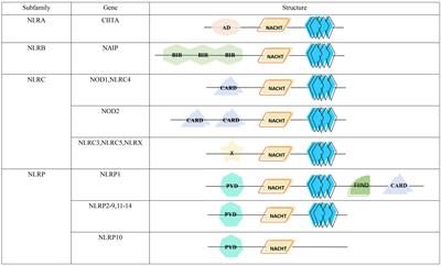 Mechanism of inflammasomes in cancer and targeted therapies